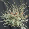 Cotoneaster Franchetti/pot De 7,5l - 60/80 Cm