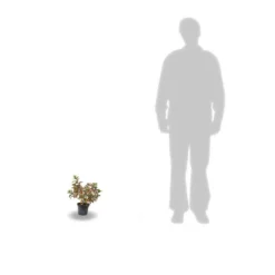 Hortensia Paniculata Kyushu/pot De 4l -Jardin Harmonie Soldes Boutique 63f4bb00570ec7.14025646