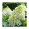 Hortensia Paniculata Silver Dollar/pot De 4l - 40/60 Cm -Jardin Harmonie Soldes Boutique 63f4bb03b76d58.54859328