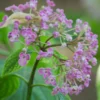 Hortensia De Virginie Arborescens Pink Annabelle®/pot De 4l - 40/60 Cm