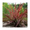 Herbe Aux écouvillons Setaceum Firework/pot De 3l - 20/40 Cm -Jardin Harmonie Soldes Boutique 63f4cb0222d4d6.42050289