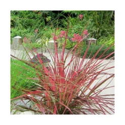 Herbe Aux écouvillons Setaceum Firework/pot De 3l - 20/40 Cm -Jardin Harmonie Soldes Boutique 63f4cb022a85f3.27805263