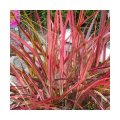 Herbe Aux écouvillons Setaceum Firework/pot De 3l - 20/40 Cm -Jardin Harmonie Soldes Boutique 63f4cb022e8090.71543170