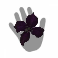 Clématite Viticella Dark Eyes/pot De 3l - Echelle Bambou 60/120 Cm -Jardin Harmonie Soldes Boutique 63f4cd7fd164a2.29375399