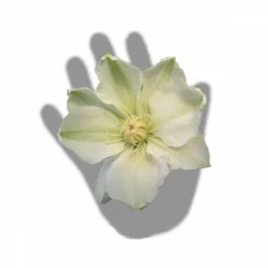 Clématite Guernsey Cream/pot De 3l - Echelle Bambou 60/120 Cm -Jardin Harmonie Soldes Boutique 63f4ced88baef3.65976902