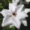 Clématite Snow Queen/pot De 2l -Jardin Harmonie Soldes Boutique 63f4cef43bdfd3.79806696