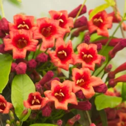 Bignone Capreolata Atrosanguinea/pot De 1,5l - Tuteur Bambou 30/60 Cm -Jardin Harmonie Soldes Boutique 63f4cef710d0e6.83953406