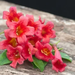 Bignone Capreolata Atrosanguinea/pot De 1,5l - Tuteur Bambou 30/60 Cm -Jardin Harmonie Soldes Boutique 63f4cef7186c97.26425340