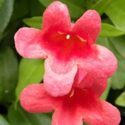 Bignone Capreolata Atrosanguinea/pot De 1,5l - Tuteur Bambou 30/60 Cm -Jardin Harmonie Soldes Boutique 63f4cef73d4be0.20747155