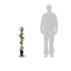 Passiflore Caerulea/pot De 3l - Echelle Bambou 60/120 Cm -Jardin Harmonie Soldes Boutique 63f4cf412a9e74.46079623