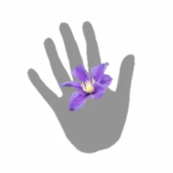 Clématite Integrifolia Arabella/pot De 3l - Echelle Bambou 60/120 Cm -Jardin Harmonie Soldes Boutique 63f4cf562b4c53.53611809