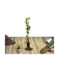 Clématite Armandii Enham Star/pot De 3l - Echelle Bambou 60/120 Cm -Jardin Harmonie Soldes Boutique 63f4cf57d6a260.15793300