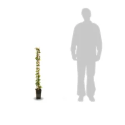 Jasmin étoilé Jasminoïdes/pot De 3l - Echelle Bambou 60/120 Cm -Jardin Harmonie Soldes Boutique 63f4cf639b70b1.42780413