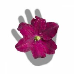 Clématite Niobe/pot De 3l - Echelle Bambou 60/120 Cm -Jardin Harmonie Soldes Boutique 63f4cfc92b9b23.91620428