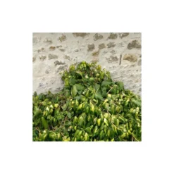 Lierre Des Colchide Colchica Dentata Variegata/pot De 3l - Echelle Bambou 60/120 Cm -Jardin Harmonie Soldes Boutique 63f4cfeaedea79.37613932