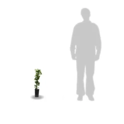 Chèvrefeuille Japonica Hall's Prolific/pot De 1,5l - Tuteur Bambou 30/60 Cm -Jardin Harmonie Soldes Boutique 63f4d010891aa4.12503587