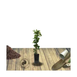 Chèvrefeuille Japonica Hall's Prolific/pot De 1,5l - Tuteur Bambou 30/60 Cm -Jardin Harmonie Soldes Boutique 63f4d0109207f5.76675089