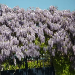 Glycine De Chine Sinensis/pot De 3l - Echelle Bambou 60/120 Cm