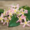 Jasmin étoilé Asiaticum Pink Showers®/pot De 3l - Echelle Bambou 60/120 Cm