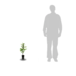 Bignone Radicans Yellow Trumpet/pot De 1l - Tuteur 60 Cm -Jardin Harmonie Soldes Boutique 63f4d040d39796.76035925