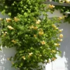 Bignone Radicans Yellow Trumpet/pot De 1l - Tuteur 60 Cm -Jardin Harmonie Soldes Boutique 63f4d040d9b3f2.58498233