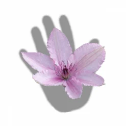 Clématite Hagley Hybrid/pot De 3l - Echelle Bambou 60/120 Cm -Jardin Harmonie Soldes Boutique 63f4d042424208.54318118