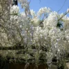 Glycine De Chine Sinensis Var. Alba/godet - 5/20 Cm -Jardin Harmonie Soldes Boutique 63f4d06f4e1d17.44234725