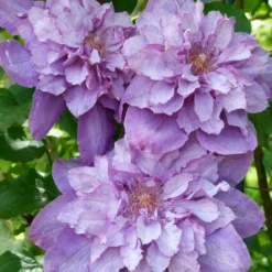 Clématite Vyvyan Pennell/pot De 1,5l - Tuteur Bambou 30/60 Cm -Jardin Harmonie Soldes Boutique 63f4d0720a9112.98823519