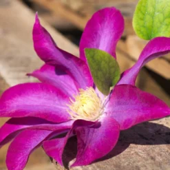 Clématite Pink Champagne 'kakio'/pot De 3l - Echelle Bambou 60/120 Cm