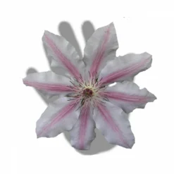 Clématite Nelly Moser/pot De 3l - Echelle Bambou 60/120 Cm -Jardin Harmonie Soldes Boutique 63f4d0a8b59644.83287432