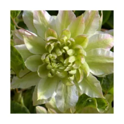 Clématite Sen No Kaze/pot De 1,5l - Tuteur Bambou 30/60 Cm -Jardin Harmonie Soldes Boutique 63f4d0b05e68e5.41042365