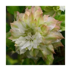 Clématite Sen No Kaze/pot De 1,5l - Tuteur Bambou 30/60 Cm -Jardin Harmonie Soldes Boutique 63f4d0b062de82.57315174