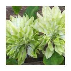 Clématite Sen No Kaze/pot De 1,5l - Tuteur Bambou 30/60 Cm -Jardin Harmonie Soldes Boutique 63f4d0b066b099.53417695