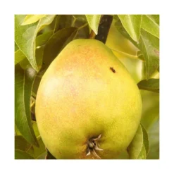 Poirier Communis Bon Chretien William/pot De 10l - Gobelet 2 Ans -Jardin Harmonie Soldes Boutique 63f4d1ec05cf22.90653579