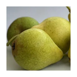 Poirier Communis Bon Chretien William/pot De 10l - Gobelet 2 Ans -Jardin Harmonie Soldes Boutique 63f4d1ec096f51.86396395