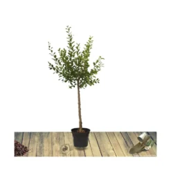 Poirier Communis Beurré Hardy/pot De 10l - Gobelet 2 Ans -Jardin Harmonie Soldes Boutique 63f4d1fd699904.34815299