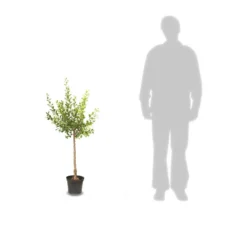 Poirier Communis Beurré Hardy/pot De 10l - Gobelet 2 Ans -Jardin Harmonie Soldes Boutique 63f4d1fd763c32.78670844