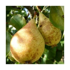 Poirier Communis Beurré Hardy/pot De 10l - Gobelet 2 Ans -Jardin Harmonie Soldes Boutique 63f4d1fd7d0c69.33293514