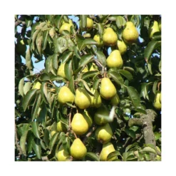 Poirier Communis Beurré Hardy/pot De 10l - Gobelet 2 Ans -Jardin Harmonie Soldes Boutique 63f4d1fd80ae97.18700558