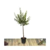 Prunier X Domestica Reine Claude Dorée/pot De 10l - Gobelet 2 Ans -Jardin Harmonie Soldes Boutique 63f4d202116822.60862259