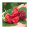 Mûre Tayberry Bounty Berry 'yantay'/pot De 3l - Echelle Bambou 60/120 Cm -Jardin Harmonie Soldes Boutique 63f4d2139b7ef5.91486978