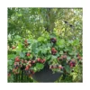 Mûre Fruticosus Black Cascade®/pot De 1,5l - Tuteur Bambou 30/60 Cm 1 Mûre Fruticosus Black Cascade®/pot De 1,5l - Tuteur Bambou 30/60 Cm -Jardin Harmonie Soldes Boutique 63f4d214d6d915.42810308