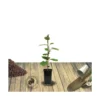 Kiwi Chinensis Jenny (autofertile)/pot De 1,5l - 20/50 Cm -Jardin Harmonie Soldes Boutique 63f4d218a3aef5.57250180