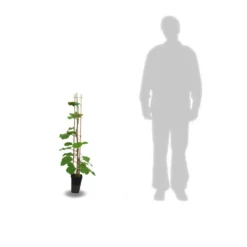 Kiwi Chinensis Solo (autofertile)/pot De 3l - 60/120 Cm -Jardin Harmonie Soldes Boutique 63f4d29fa87205.32735292