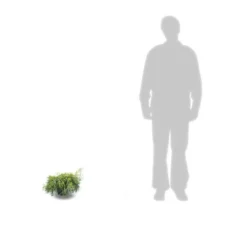 Faux Cyprès Pisifera Sungold/pot De 3l - 20/40 Cm -Jardin Harmonie Soldes Boutique 63f4d326a0bb09.02367901