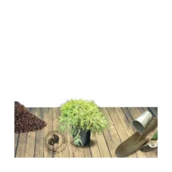 Faux Cyprès Pisifera Sungold/pot De 3l - 20/40 Cm -Jardin Harmonie Soldes Boutique 63f4d326a97172.95613278