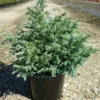 Faux Cyprès Pisifera Boulevard/pot De 3l - 20/40 Cm -Jardin Harmonie Soldes Boutique 63f4d32e1d4e20.23031558