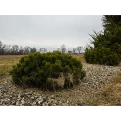 Pin De Montagne Mugo Var. Pumilio/pot De 3l - 20/40 Cm -Jardin Harmonie Soldes Boutique 63f4d346bfcc57.31554125
