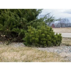 Pin De Montagne Mugo Var. Pumilio/pot De 3l - 20/40 Cm