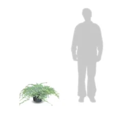 Genévrier écailleux Squamata Blue Carpet/pot De 5l - 40/60 Cm -Jardin Harmonie Soldes Boutique 63f4d6076e4c51.14450842